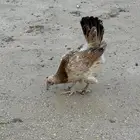 دجاج تركي