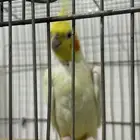 عصفور للبيع