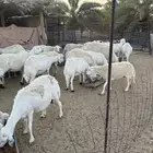 حريات وليد ودفيع