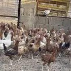 دجاج وديوك بلدي