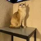 انثى سكوتش استريت بيور
