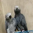 جوز كاسكو سوبر جامبو