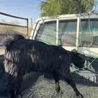 تبس للبيع فل شحم