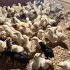 صوص بلدي فواتح عمر اسبوع تم البيع الله يبارك لنا وله