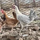 دجاج