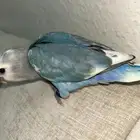تم البيع فرخ روز نهايه غر
