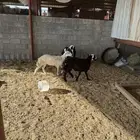 رخال حريات ذبايح
