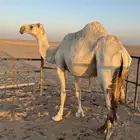 ناقه وضحا للبيع