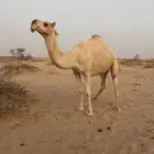 عشرا للبيع ولدها موجود توني فارده منها