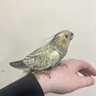 كروان تربيه فراشه