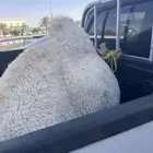قعود مفرود طيب