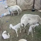 ضان سدس امهات بهم تحتها 4