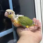 فروخ كنيور اناناس غر