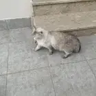 قطة قطط بسه بكامل أغرضها