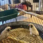 للبيع جوز زبرا سينمون انقلش