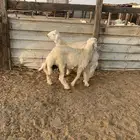 خرفان حريه كفو