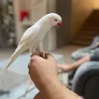 ذكر دره البينو