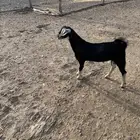 مشروع فحل احو