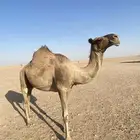لقحتين صفر للبيع