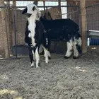 رخل وخروف نجد للبيع