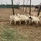 رخال بلدي فاخر