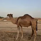 ناقه ساحليه ضروبه