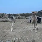 ابل