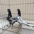 طبة رام بوري حمام باكستاني
