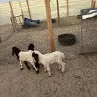 دواغير نعيم العدد 3 (2 خروف 1 رخل )