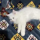 قط شيرازي ذكر العمر 2 شهرين