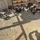 فراريج دجاج صوص