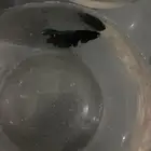 سمك زينه