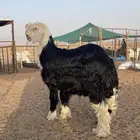 نجدي مشروع فحل