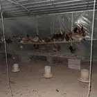 دجاج بلدي بياض وبداية بيض العدد حول 100