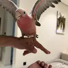 كوكاتو العمر سنه ونصف