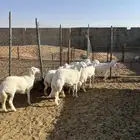 رخال حريات مقاني