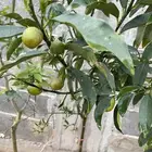 تصفيه على مجموعة اشجار