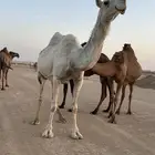 ناقه وضحاء كفو