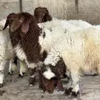 اربع رخال نعيمي سته شهور