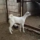 تيوس دواغير