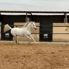 حصان واهو شيخ والبيع سمح