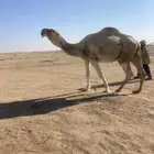 للبيع بعير فحل ساسه عوني