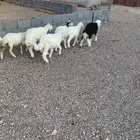 طليان ورخال