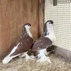 للبيع زوج حمام شي رازي فاخر