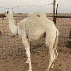 حوار