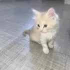 قطه