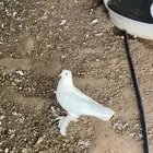 حمام مشكل