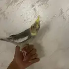 ببغاء كروان متكلم للبيع