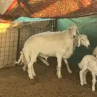 فحلين حريه طيبه جدا