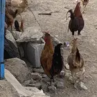 ديك براهما